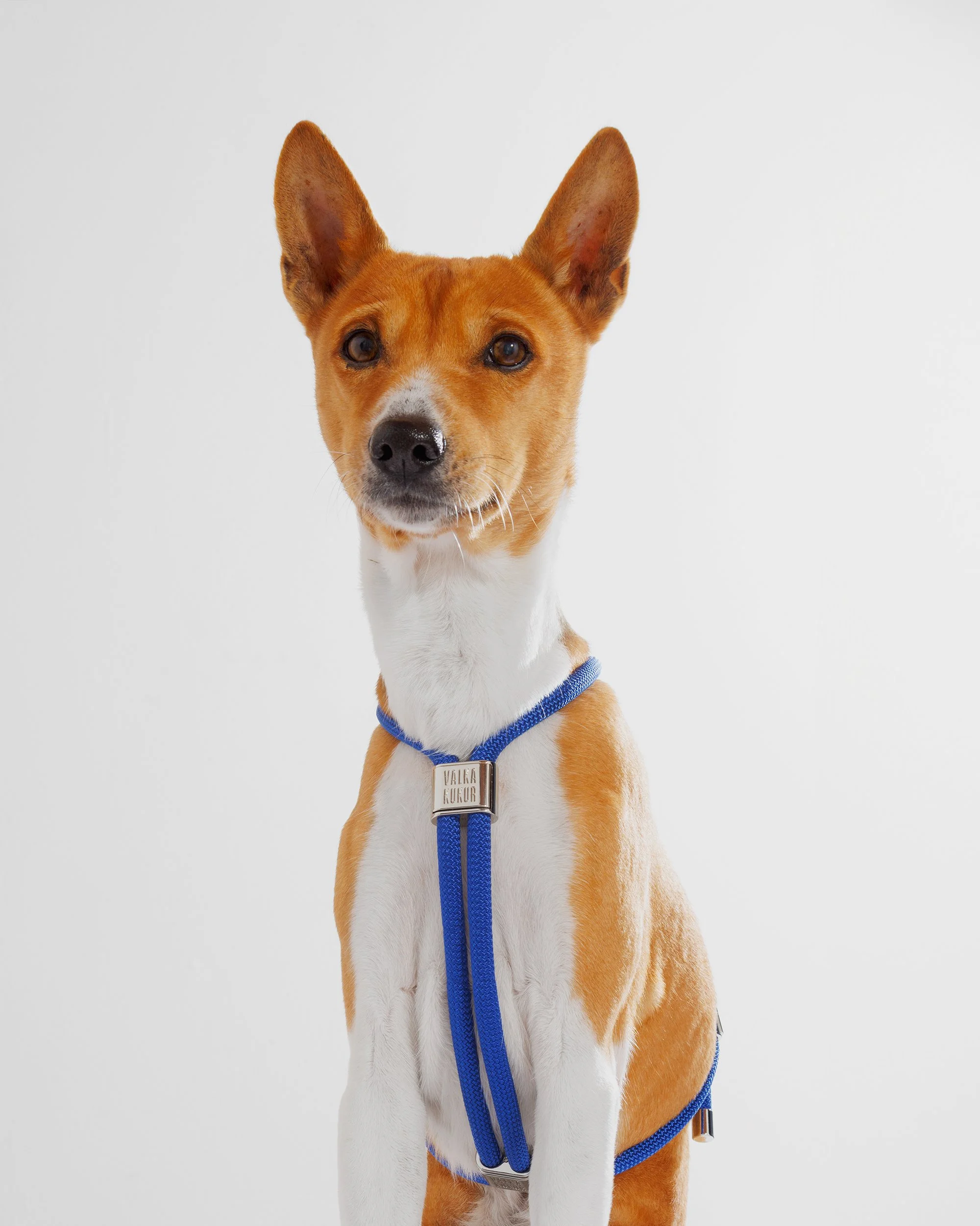 cord harness for dogs — VALKA KUKUR Modern sophsticated leashes